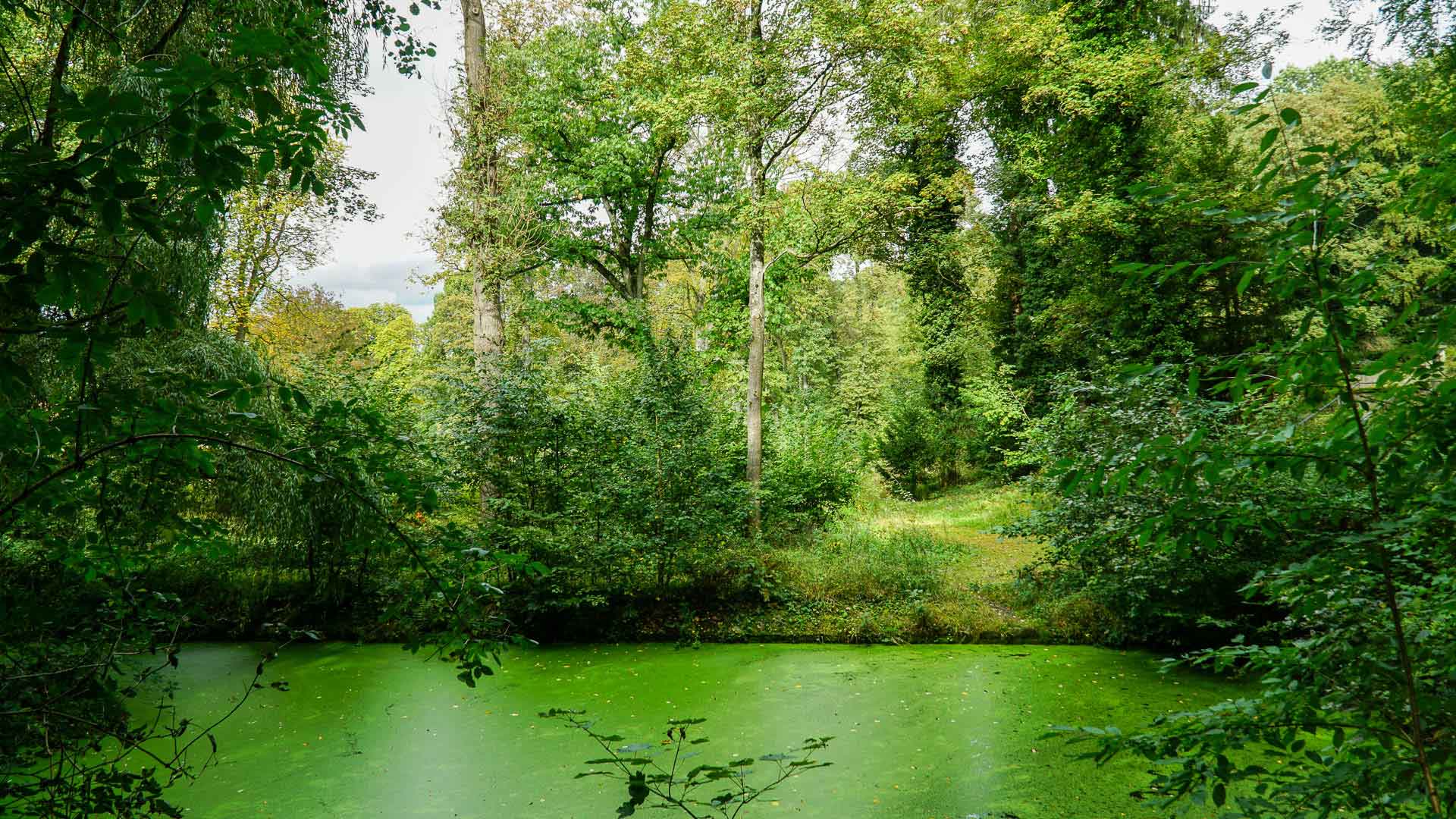 Heisterbach Fischteich